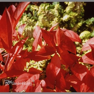 Sweet Spire 'Little Henry'® ppaf