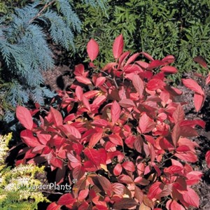 Sweet Spire 'Little Henry'® ppaf