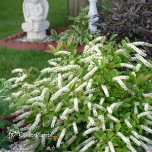 Sweet Spire 'Little Henry'® ppaf