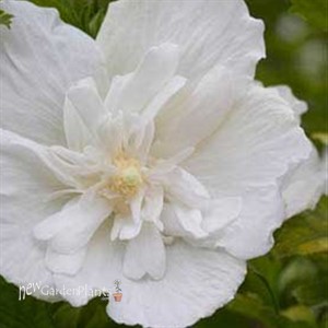 White Chiffon™ Rose of Sharon