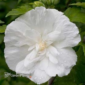 White Chiffon™ Rose of Sharon