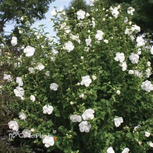 White Chiffon™ Rose of Sharon