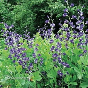'Australlis' False Indigo