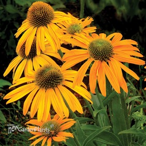 'Now Cheesier' Coneflower