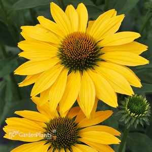 'Now Cheesier' Coneflower