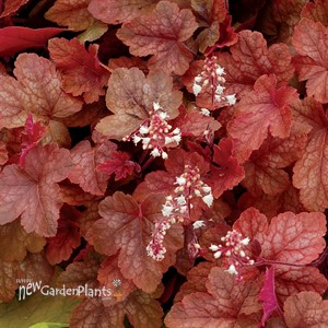 'Redstone Falls' Trailing Foamy Bells