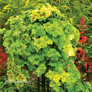 'Yellowstone Falls'  Trailing Foamy Bells