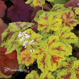 'Yellowstone Falls'  Trailing Foamy Bells