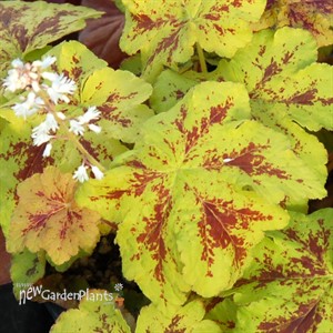 'Yellowstone Falls'  Trailing Foamy Bells