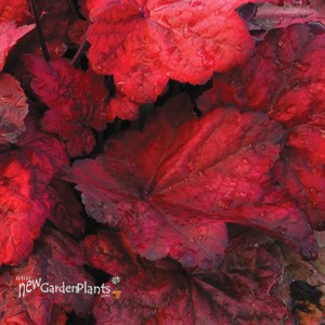 'Autumn Leaves' Coral Bells