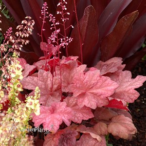 'Autumn Leaves' Coral Bells