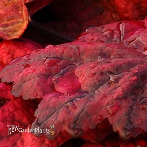 'Autumn Leaves' Coral Bells