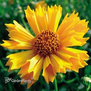 'Jethro Tull' Tickseed