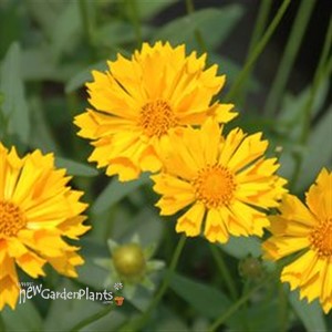 'Jethro Tull' Tickseed