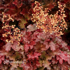 'Root Beer' Coral Bells