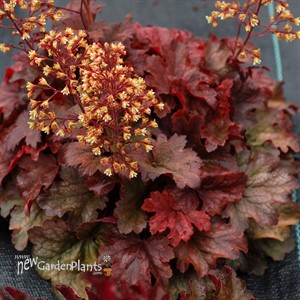 'Root Beer' Coral Bells