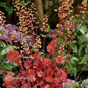 'Root Beer' Coral Bells