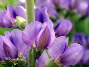 'Australlis' False Indigo