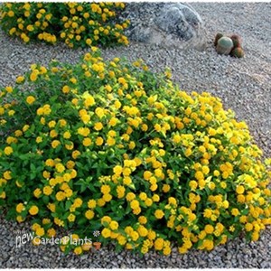 Lantana 'New Gold'