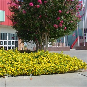 Lantana 'New Gold'