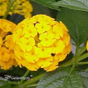Lantana 'New Gold'