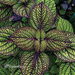 'Fishnet Stockings'  Coleus