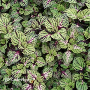 'Fishnet Stockings'  Coleus