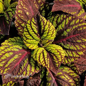 'Fishnet Stockings'  Coleus