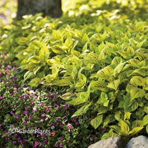 'Gay's Delight' Coleus