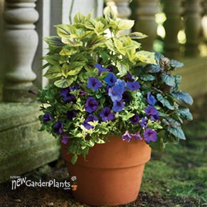 'Gay's Delight' Coleus