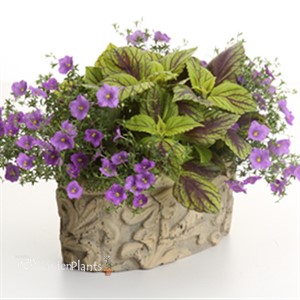 'Gay's Delight' Coleus