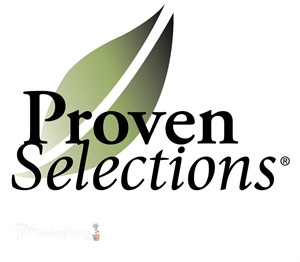 'Gay's Delight' Coleus