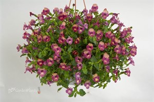 'Magenta Moon'  Wishbone Flower