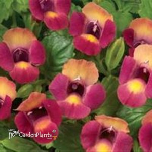 'Magenta Moon'  Wishbone Flower