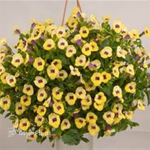 'Yellow Moon' Wishbone Plant