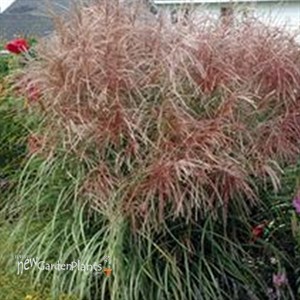 'Huron Sunrise'  Maiden Grass