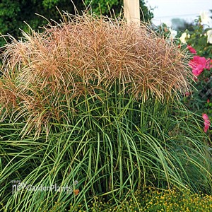 'Huron Sunrise'  Maiden Grass