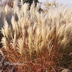 'Huron Sunrise'  Maiden Grass