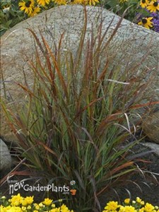 'Cheyenne Sky'  Red Switch Grass