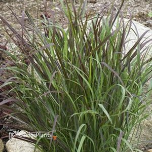 'Cheyenne Sky'  Red Switch Grass
