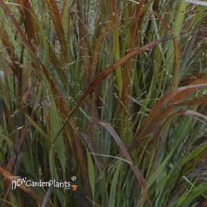 'Cheyenne Sky'  Red Switch Grass