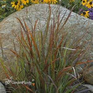 'Cheyenne Sky'  Red Switch Grass
