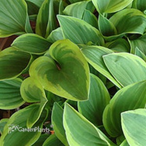 Hosta 'Golden Tiara'