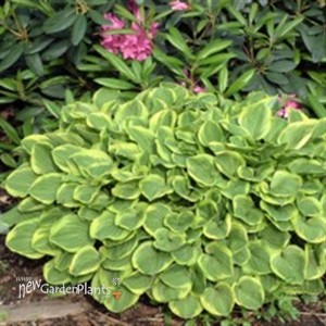 Hosta 'Golden Tiara'