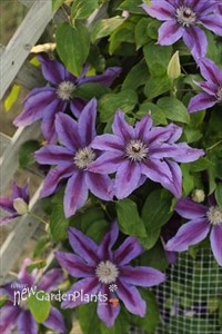 'Fireworks' Clematis Vine