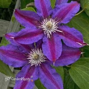 'Fireworks' Clematis Vine