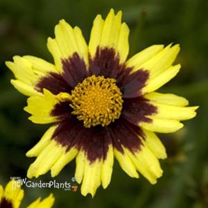 'Cosmic Eye'  Tickseed