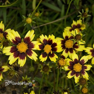 'Cosmic Eye'  Tickseed