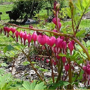 Old Fashion Bleeding Heart