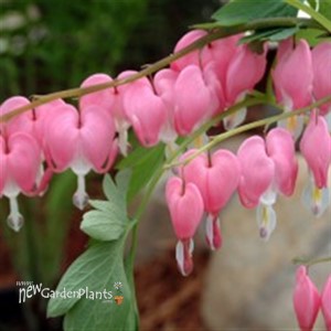 Old Fashion Bleeding Heart